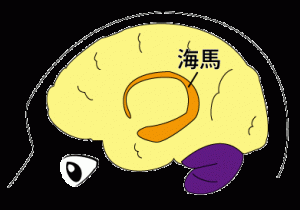 海馬
